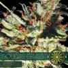 GOUDA'S GRASS AUTO* VISION SEEDS  3 SEMI FEM