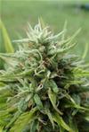 COOKIES KRUSH * SUPER STRAINS  SEEDS FEMINIZED   1 SEME FEM 