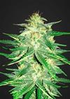 LEMON AK AUTO * FAST BUDS SEEDS  3 SEMI FEM 