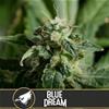 BLUE DREAM * BLIM BURN  3 SEMI FEM