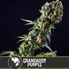 GRANDADDY PURPLE   * BLIM BURN  3 SEMI FEM