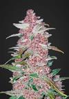 BLACKBERRY  * FAST BUDS SEEDS  1 SEME FEM 