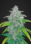 BLUE DREAM MATIC  * FAST BUDS SEEDS  1 SEME FEM 