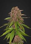 C4 AUTO  * FAST BUDS SEEDS  1 SEME FEM 