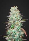 G 14 * FAST BUDS SEEDS  1 SEME FEM 