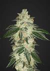 GREEN CRACK * FAST BUDS SEEDS  1 SEME FEM 