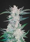 MEXICAN AIRLINES  * FAST BUDS SEEDS  2 SEMI FEM 
