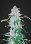 SIX SHOOTER  * FAST BUDS SEEDS  1 SEME FEM 