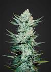 TANGIE MATIC   * FAST BUDS SEEDS  1 SEME FEM 