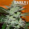 UNKNOWN KUSH  EARLY VERSION  * DELICIOUS SEEDS   1 SEME FEM