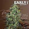 ELEVEN ROSES EARLY VERSION* DELICIOUS SEEDS INDICA   3 SEMI FEM