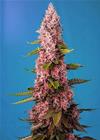 RED HOT COOKIES® * SWEET SEEDS RED FAMILY FEMINIZED - 3 SEMI FEM