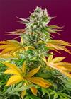 GORILLA GIRL F1 FAST VERSION ® * SWEET SEEDS FEMINIZED   3 SEMI 