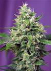 SWEET AMNESIA HAZE XL AUTO® * SWEET SEEDS FEMINIZED   3 SEMI 