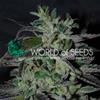 STRAWBERRY BLUE EARLY HARVESTL * WORLD OF SEEDS   3 SEMI FEM