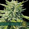 CRYSTAL QUEEN* VISION SEEDS  3 SEMI FEM