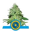 JOANNE'S CBD * ROYAL QUEEN SEEDS - 5 SEMI FEM