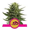 BLUE MYSTIC * ROYAL QUEEN SEEDS - 1 SEME FEM