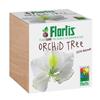 FLORTIS PLANTCUBE ORCHID TREE