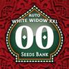AUTO WHITE WIDOW XXL * 00SEEDS - 5 SEMI FEM