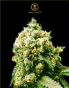 ANACONDA * ANACONDA SEEDS - 1 SEME FEM.