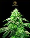 HYPNOTIC * ANACONDA SEEDS - 10 SEMI FEM.