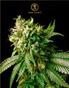 STRONG SKUNK * ANACONDA SEEDS - 1 SEME FEM