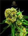 AMNESIA HAZE AUTO * ANACONDA SEEDS - 1 SEME FEM