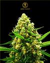 HYPNOTIC AUTO * ANACONDA SEEDS - 1 SEME FEM