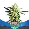 GORILLA GLUE FASTER FLOWERING * BSF SEEDS - 2 SEMI FEM