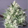 AUTO WHITE GOLD 18K AUTO LIMITED EDITION* BIOLOGICAL SEEDS  5 SEMI FEM