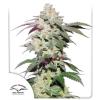 SKYWALKER HAZE ® * DUTCH PASSION - 1 SEME FEM