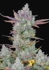 GORILLA COOKIES AUTO * FAST BUDS SEEDS - 1 SEME FEM