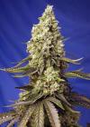 RUNTZ XL AUTO® * SWEET SEEDS - 3 SEMI FEM