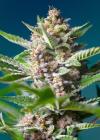 PURPLE PUNCH OG® * SWEET SEEDS - 5 SEMI FEM