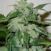 CHRONIC RYDER * DOCTOR'S CHOICE - 5 SEMI FEM 