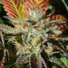 WEDDING COOKIES * ORIGINAL SENSIBLE SEEDS - 1 SEME FEM