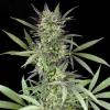 BLUE VENOM * G13 LABS SEEDS - 5 SEMI FEM 