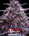 Z VALLEY * POSITRONICS SEEDS - 5 SEMI FEM