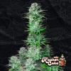 KOSHER CAKE AUTO * FAST BUDS SEEDS - 3 SEMI FEM