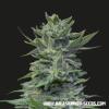 LAVANDA CREAM * KALASHNIKOV SEEDS - 5 SEMI FEM