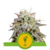 MIMOSA AUTOMATIC * ROYAL QUEEN SEEDS - 5 SEMI FEM