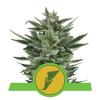 QUICK ONE * ROYAL QUEEN SEEDS - 3 SEMI FEM 