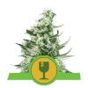 ROYAL CRITICAL AUTOMATIC * ROYAL QUEEN SEEDS - 1 SEME FEM 