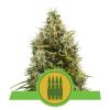 ROYAL AK AUTOMATIC * ROYAL QUEEN SEEDS   1 SEME FEM 