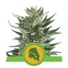 ROYAL CHEESE AUTOMATIC * ROYAL QUEEN SEEDS - 3 SEMI FEM 