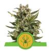 WHITE WIDOW AUTOMATIC * ROYAL QUEEN SEEDS - 3 SEMI FEM 