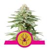 WHITE WIDOW * ROYAL QUEEN SEEDS - 1 SEME FEM