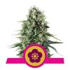 POWER FLOWER * ROYAL QUEEN SEEDS - 1 SEME FEM 