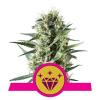 SPECIAL KUSH #1 * ROYAL QUEEN SEEDS - 5 SEMI FEM 